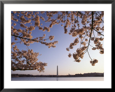 Cherry Blossoms Frame A View Of The Washington Monument by Kenneth Garrett Pricing Limited Edition Print image