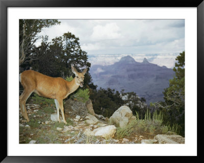 A Mule Deer On The South Rim Of The Grand Canyon by Justin Locke Pricing Limited Edition Print image