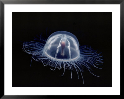 An Inch Long Transparent Jellyfish Glows In The Dark by Bill Curtsinger Pricing Limited Edition Print image