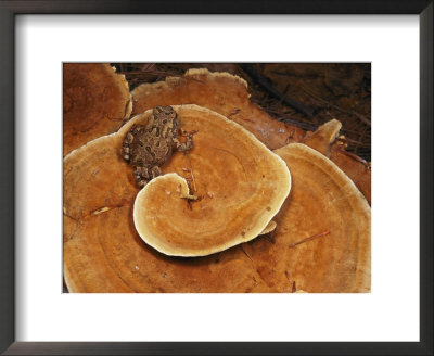 A Toad Sits On A Wooly Velvet Polypore Fungus by Darlyne A. Murawski Pricing Limited Edition Print image