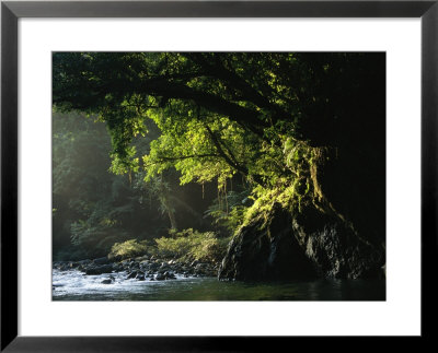 Lush Woodland Setting Along A Stone-Filled Creek by Tim Laman Pricing Limited Edition Print image