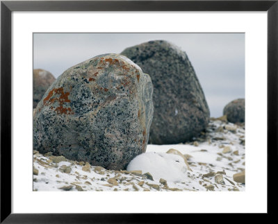 Arctic Hare Resting Near A Boulder by Norbert Rosing Pricing Limited Edition Print image