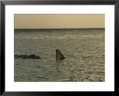 The Dorsal Fin Of A Lemon Shark In The Waters Off The Bahama Islands by Brian J. Skerry Pricing Limited Edition Print image