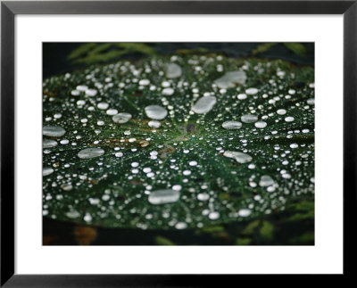 A Raindrop-Covered Water Lily Floats Amongst Fallen Autumn Leaves In Hematite Lake by Raymond Gehman Pricing Limited Edition Print image