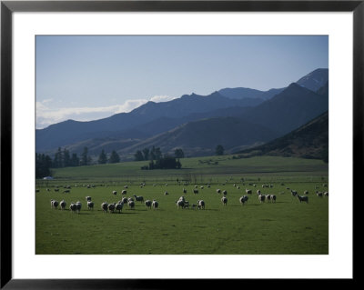 Sheep Grazing On Farm by Todd Gipstein Pricing Limited Edition Print image