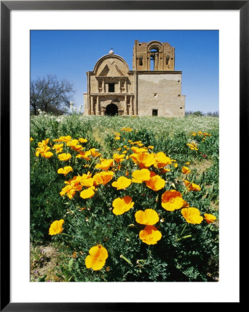 California Poppies Grow Near Tumacacori Mission by Rich Reid Pricing Limited Edition Print image