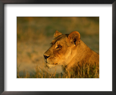 A Majestic Female African Lion Keeps Watch by Beverly Joubert Pricing Limited Edition Print image