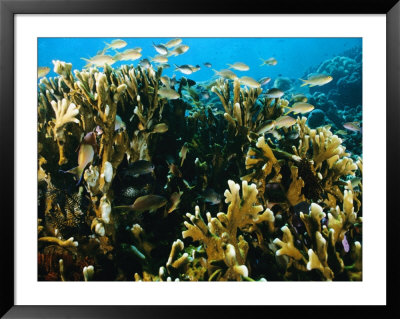 Coral Reef With Sea Life, Pacific Ocean by Joe Stancampiano Pricing Limited Edition Print image