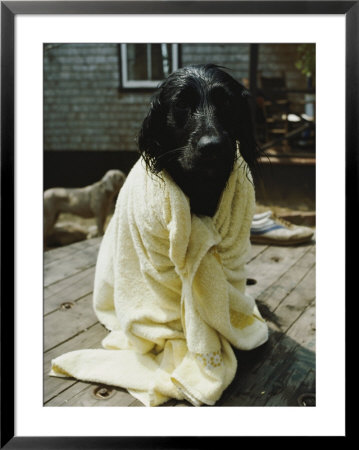 A Dog That Has Just Had A Bath by Bill Curtsinger Pricing Limited Edition Print image