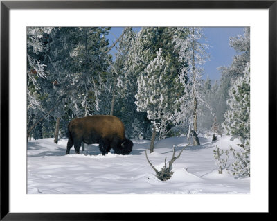 An American Bison Forages For Food Beneath A Thick Blanket Of Snow by Norbert Rosing Pricing Limited Edition Print image