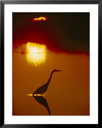 A Great Blue Heron Stalks An Evening Meal by Bates Littlehales Pricing Limited Edition Print image