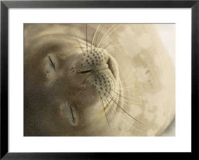 Close View Of The Face Of A Napping Weddell Seal by Ralph Lee Hopkins Pricing Limited Edition Print image