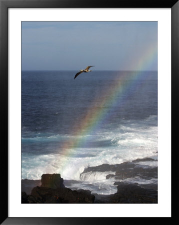 A Blue Footed Booby Soars Above A Rainbow On Espanola Island by Ralph Lee Hopkins Pricing Limited Edition Print image