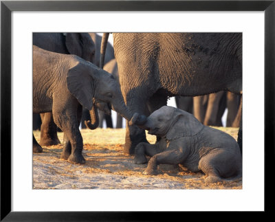 Juvenile African Elephants Touch Trunks by Beverly Joubert Pricing Limited Edition Print image