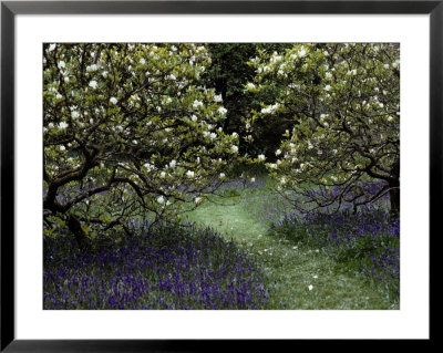 Flowering Trees Amid A Meadow Full Of Wildflowers by Sam Abell Pricing Limited Edition Print image
