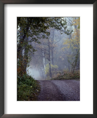 A Road Through A Misty Wood by Mattias Klum Pricing Limited Edition Print image