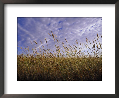 A Grassland Scene In Victoria by Jason Edwards Pricing Limited Edition Print image