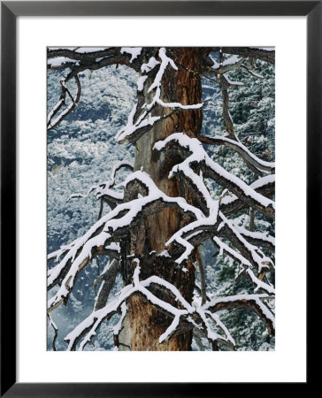 Snow Upon The Limbs Of A Dead Tree by Marc Moritsch Pricing Limited Edition Print image