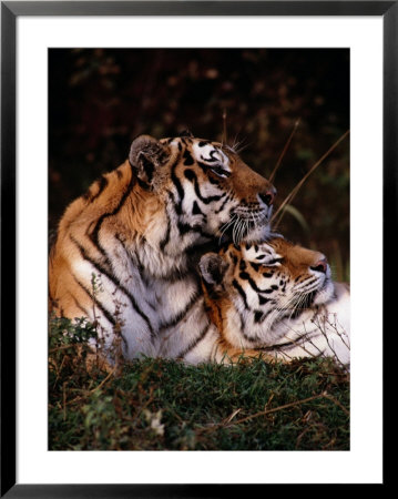 Siberian Tigers (Panthera Tigris Altaica) by Dr. Maurice G. Hornocker Pricing Limited Edition Print image