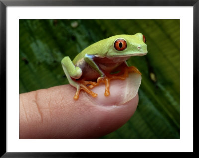 A Red-Eyed Tree Frog Small Enough To Fit On A Thumbnail by George Grall Pricing Limited Edition Print image