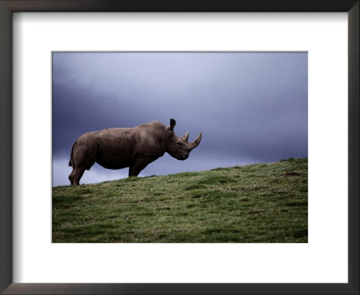Northern White Rhinoceros by Michael Nichols Pricing Limited Edition Print image