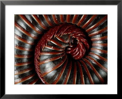A Millipede Curled Into A Spiral by George Grall Pricing Limited Edition Print image