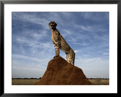 A Termite Mound Doubles As A Watchtower For An African Cheetah by Chris Johns Pricing Limited Edition Print image
