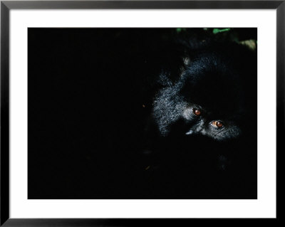 A Young Gorilla Peers From Its Leafy Refuge In Rwanda by Michael Nichols Pricing Limited Edition Print image