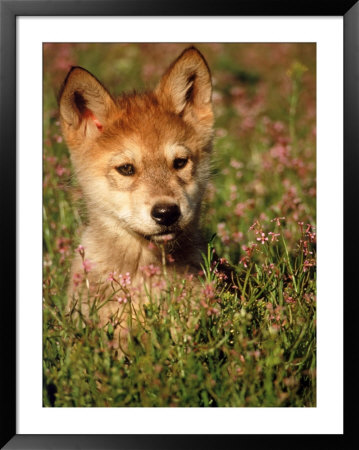 Six-Week-Old Wolf Pup, Colorado by Russell Burden Pricing Limited Edition Print image