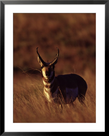 Pronghorn Antelope, Antilocapra Americana by Robert Franz Pricing Limited Edition Print image