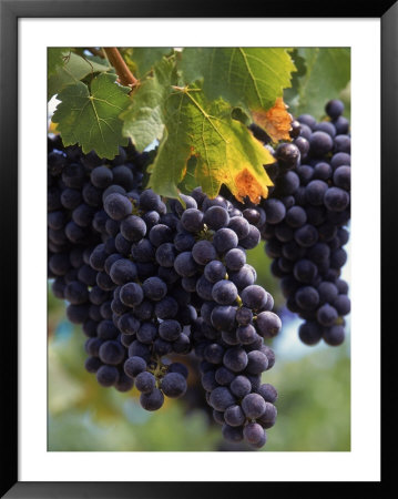 Close-Up Of Grapes On Vine by John Luke Pricing Limited Edition Print image