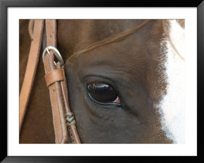 Horse At The Burwell Rodeo In Nebraska by Joel Sartore Pricing Limited Edition Print image
