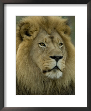 African Lion From The Sedgwick County Zoo, Kansas by Joel Sartore Pricing Limited Edition Print image