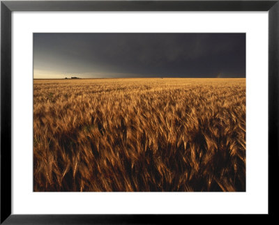 Summer Thunder Storm Approaches Wheat Field, Kansas by Brimberg & Coulson Pricing Limited Edition Print image