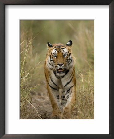 Bengal Tiger, (Panthera Tigris Tigris), Bandhavgarh, Madhya Pradesh, India by Thorsten Milse Pricing Limited Edition Print image