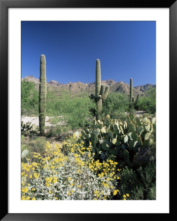 Tall Saguaro Cacti (Cereus Giganteus) In Desert Landscape, Sabino Canyon, Tucson, Usa by Ruth Tomlinson Pricing Limited Edition Print image