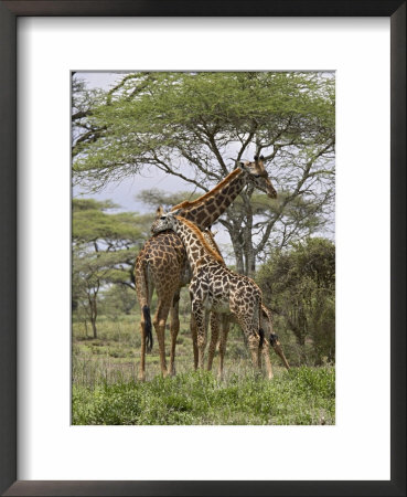 Masai Giraffe Mother And Young, Serengeti National Park, Tanzania, Africa by James Hager Pricing Limited Edition Print image