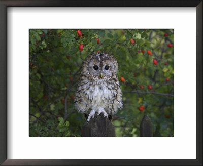 Tawny Owl (Strix Aluco), On Gate With Rosehips, Captive, Cumbria, England, United Kingdom by Steve & Ann Toon Pricing Limited Edition Print image