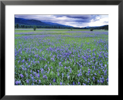 Field Of Blue Camas Wildflowers Near Huson, Montana, Usa by Chuck Haney Pricing Limited Edition Print image