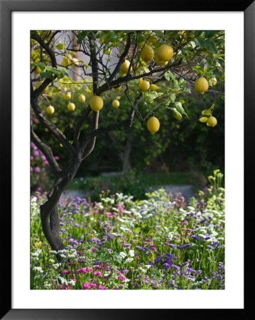 Garden Detail, San Domenico Palace Hotel, Taormina, Sicily, Italy by Walter Bibikow Pricing Limited Edition Print image
