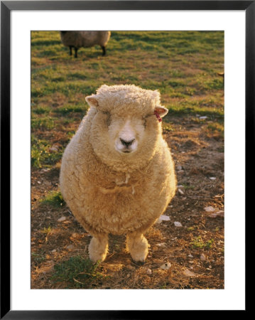 A Portrait Of A Sheep In A Farmyard In Comus by Richard Nowitz Pricing Limited Edition Print image
