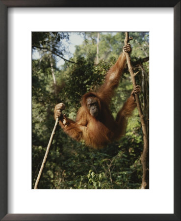 An Orangutan Swings On Jungle Vines by Michael Nichols Pricing Limited Edition Print image