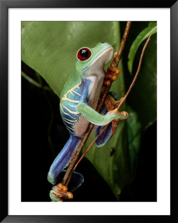 A Red-Eyed Tree Frog Climbing A Vine by George Grall Pricing Limited Edition Print image