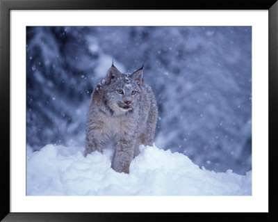 Lynx In The Snowy Foothills Of The Takshanuk Mountains, Alaska, Usa by Steve Kazlowski Pricing Limited Edition Print image