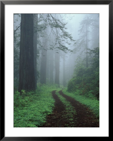 Coast Trail, Old Highway 101 With Coast Redwoods, Del Norte Coast State Park, California, Usa by Jamie & Judy Wild Pricing Limited Edition Print image