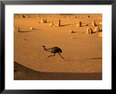 Emu Running Through The Pinnacles, Pinnacles Desert, Australia by Christopher Groenhout Pricing Limited Edition Print image