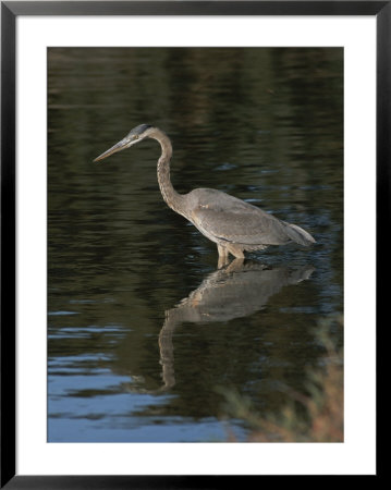 Great Blue Heron by Marc Moritsch Pricing Limited Edition Print image