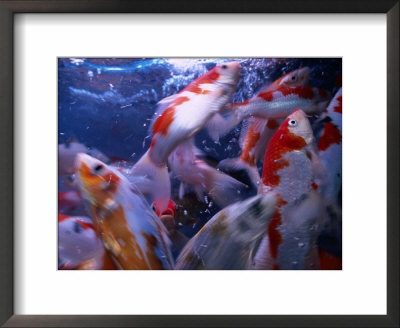 Fish For Sale On Tung Choi Street In Mong Kok Kowloon, Hong Kong by Phil Weymouth Pricing Limited Edition Print image
