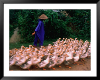 Farmer Herding A Flock Of Ducks, Hue, Vietnam by Keren Su Pricing Limited Edition Print image