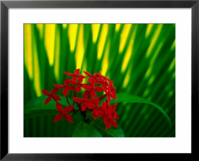 Red Bouvardia, Cook Islands by Peter Hendrie Pricing Limited Edition Print image
